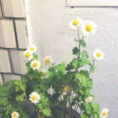 乱逗仙侠无限元宝版下载